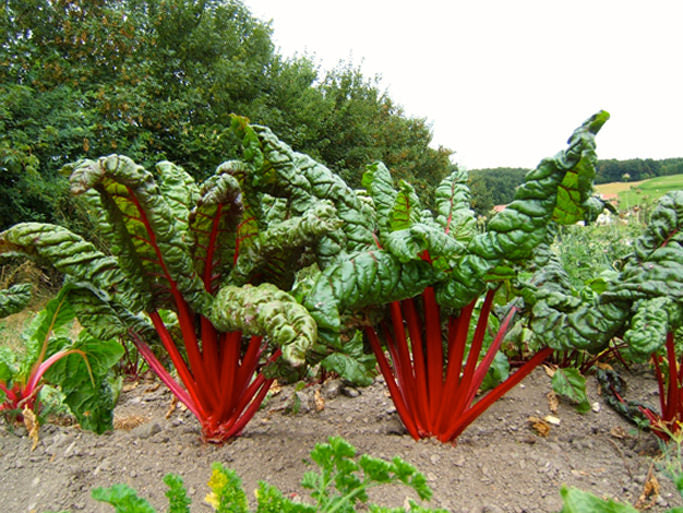 Reinsaat – Mangold Feurio (Beta vulgaris L. var. vulgaris)