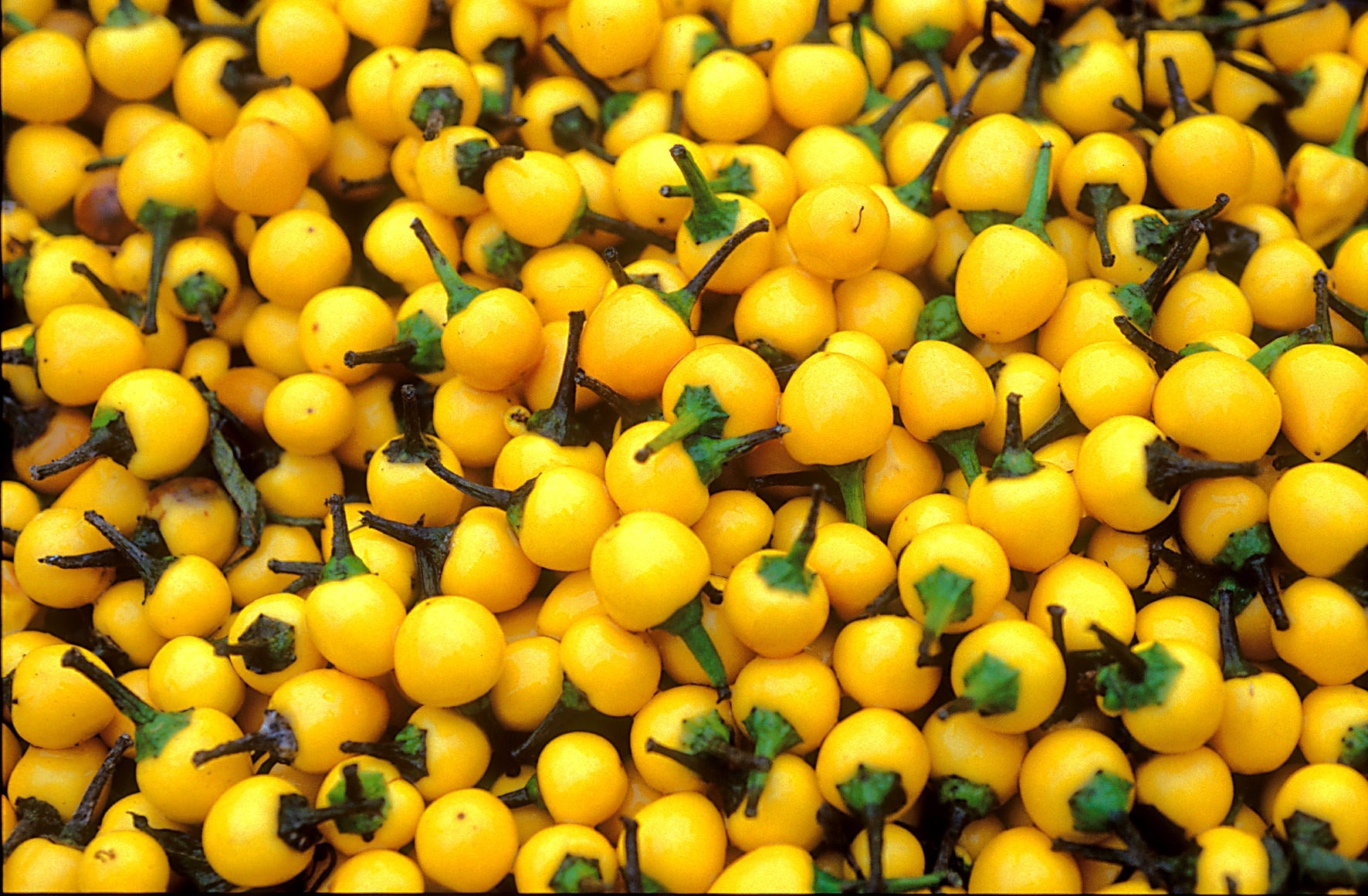 Reinsaat – Chili Gelbe Kirschen (Capsicum frutescens L.)