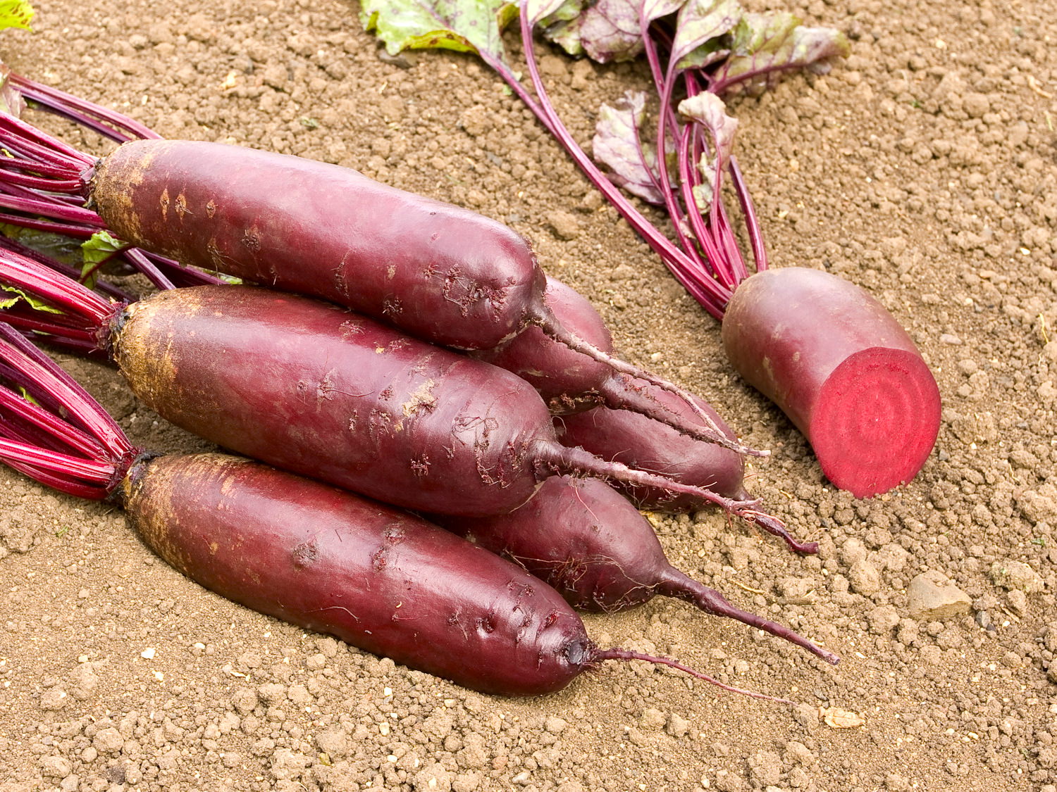 Reinsaat – Rote Rübe Forono (Beta vulgaris L. var. conditiva)