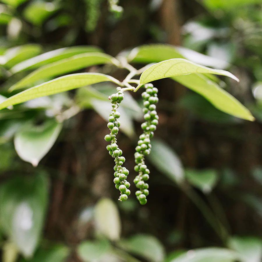 1001 Organic | Black Pepper