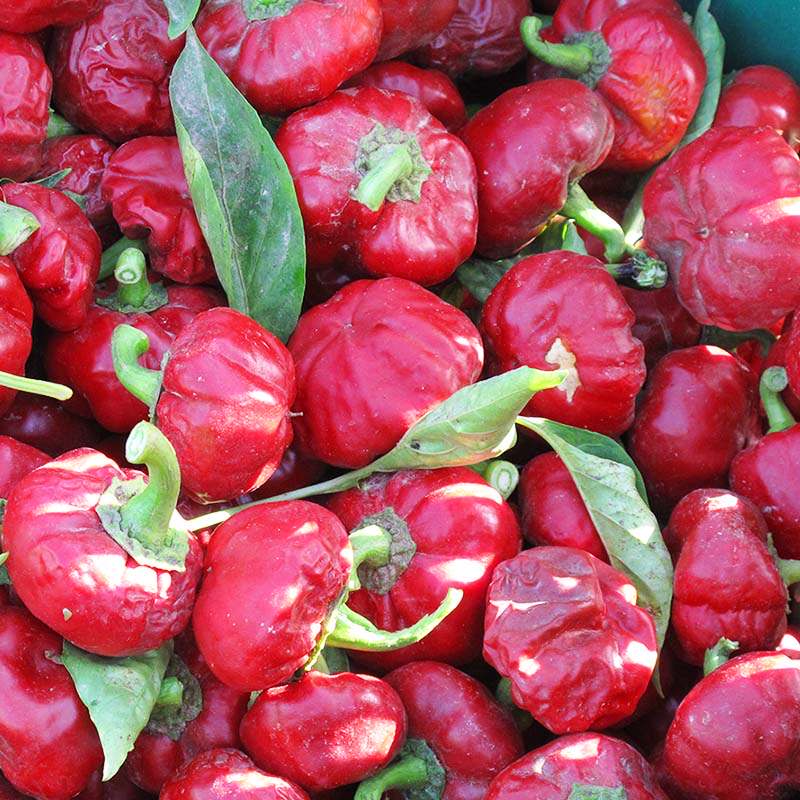 1001 Organic | Paprika Mild