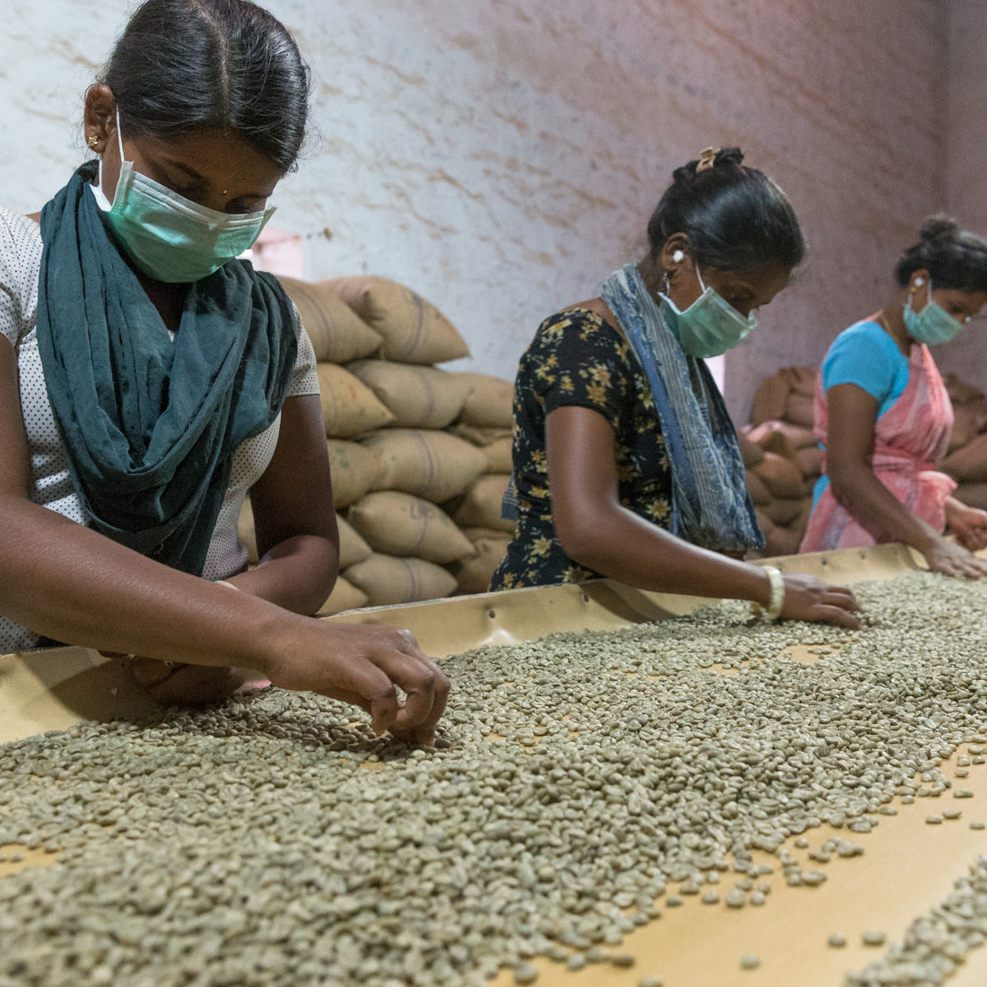 Bettadakhan commercial aniko Coffee Roasters