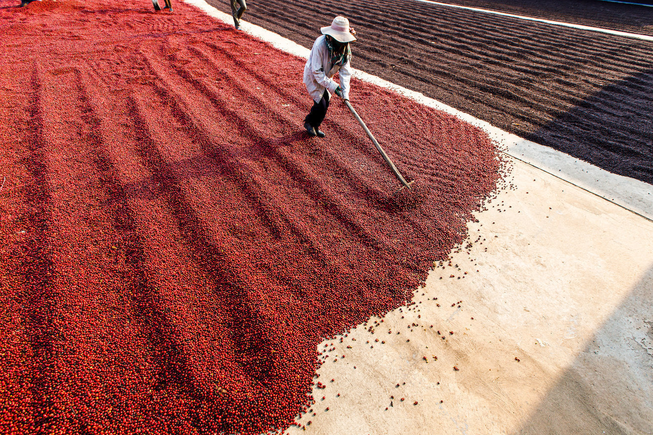 New Year' Starter commercial aniko Coffee Roasters