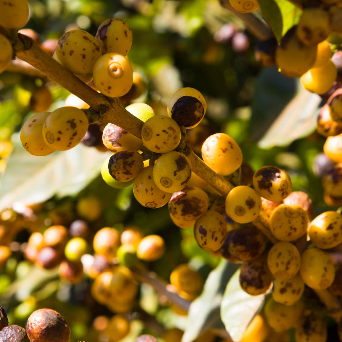 Late Harvest commercial aniko Coffee Roasters