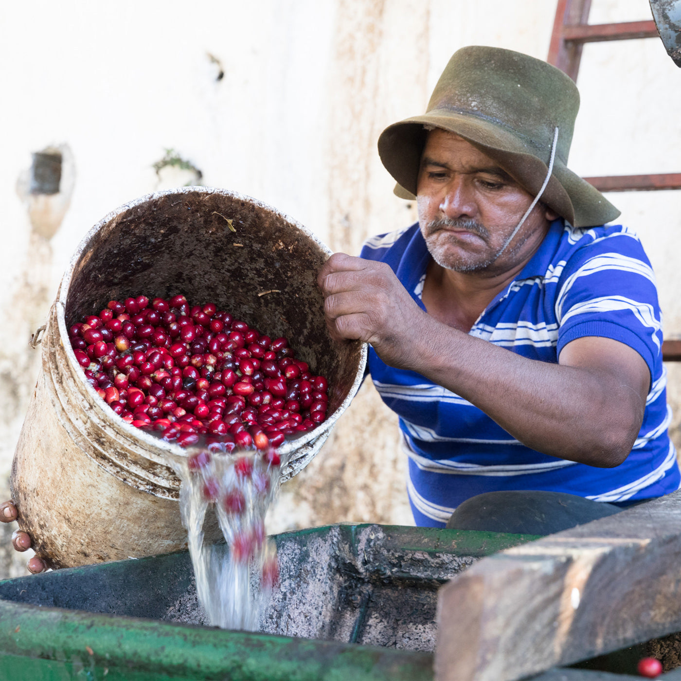 Presa commercial aniko Coffee Roasters