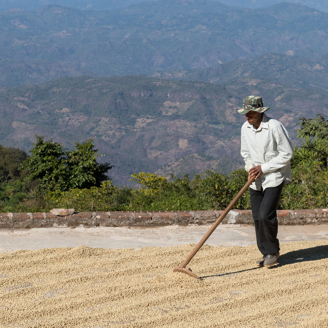 Presa commercial aniko Coffee Roasters