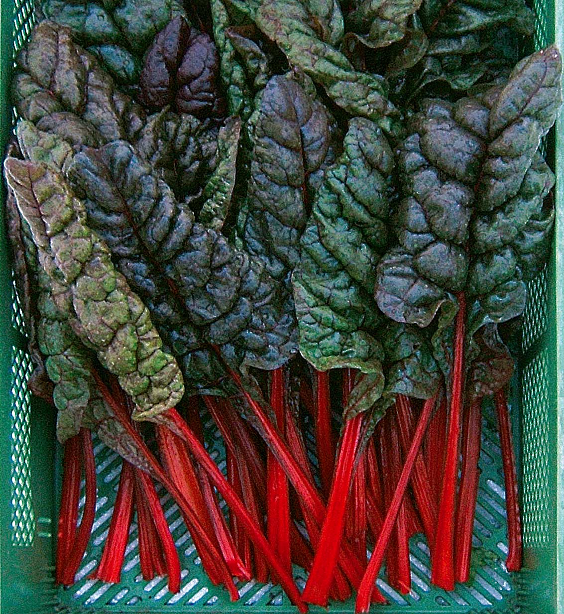 Reinsaat – Mangold Feurio (Beta vulgaris L. var. vulgaris)