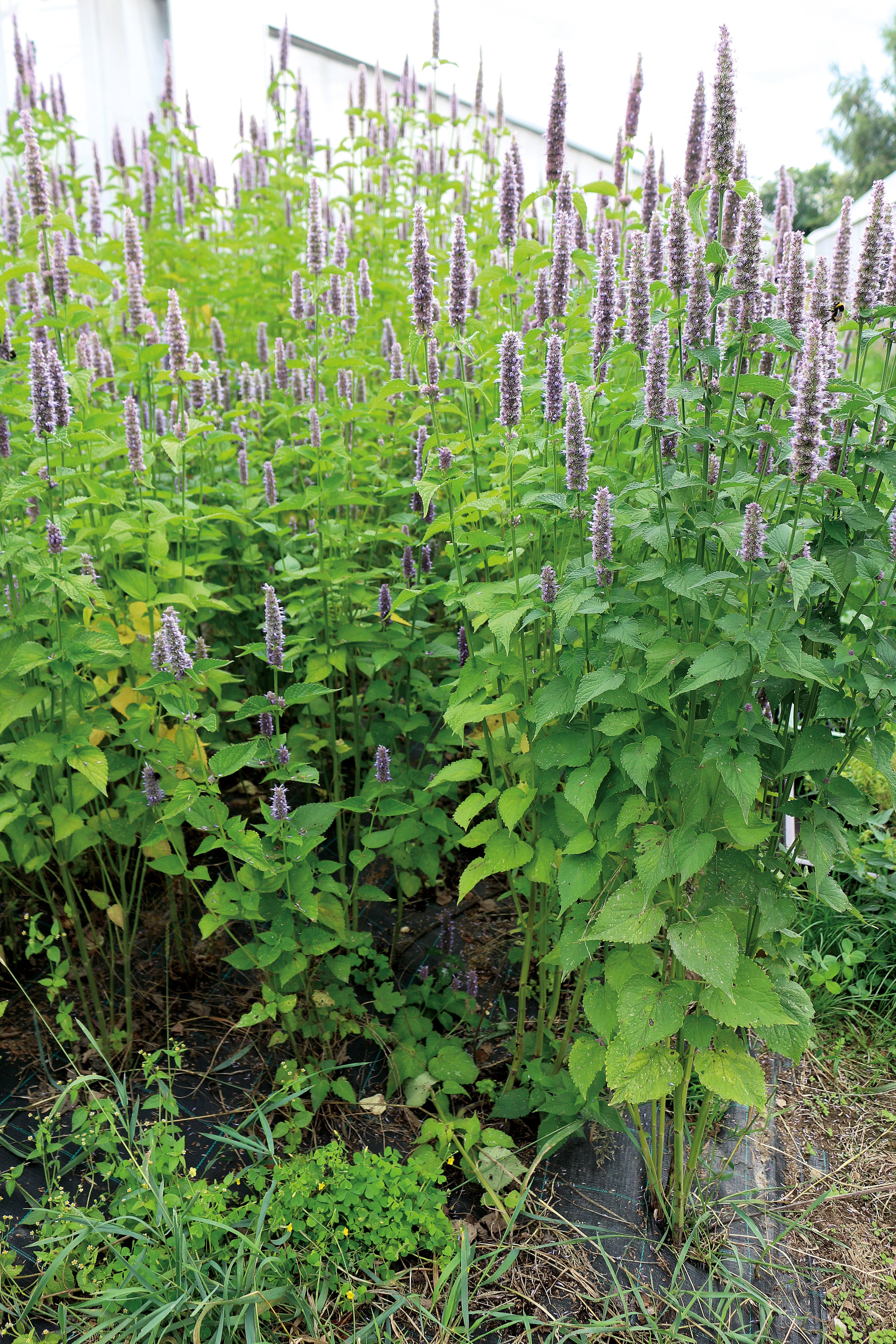 Reinsaat – Koreaminze (Agastache rugosa)