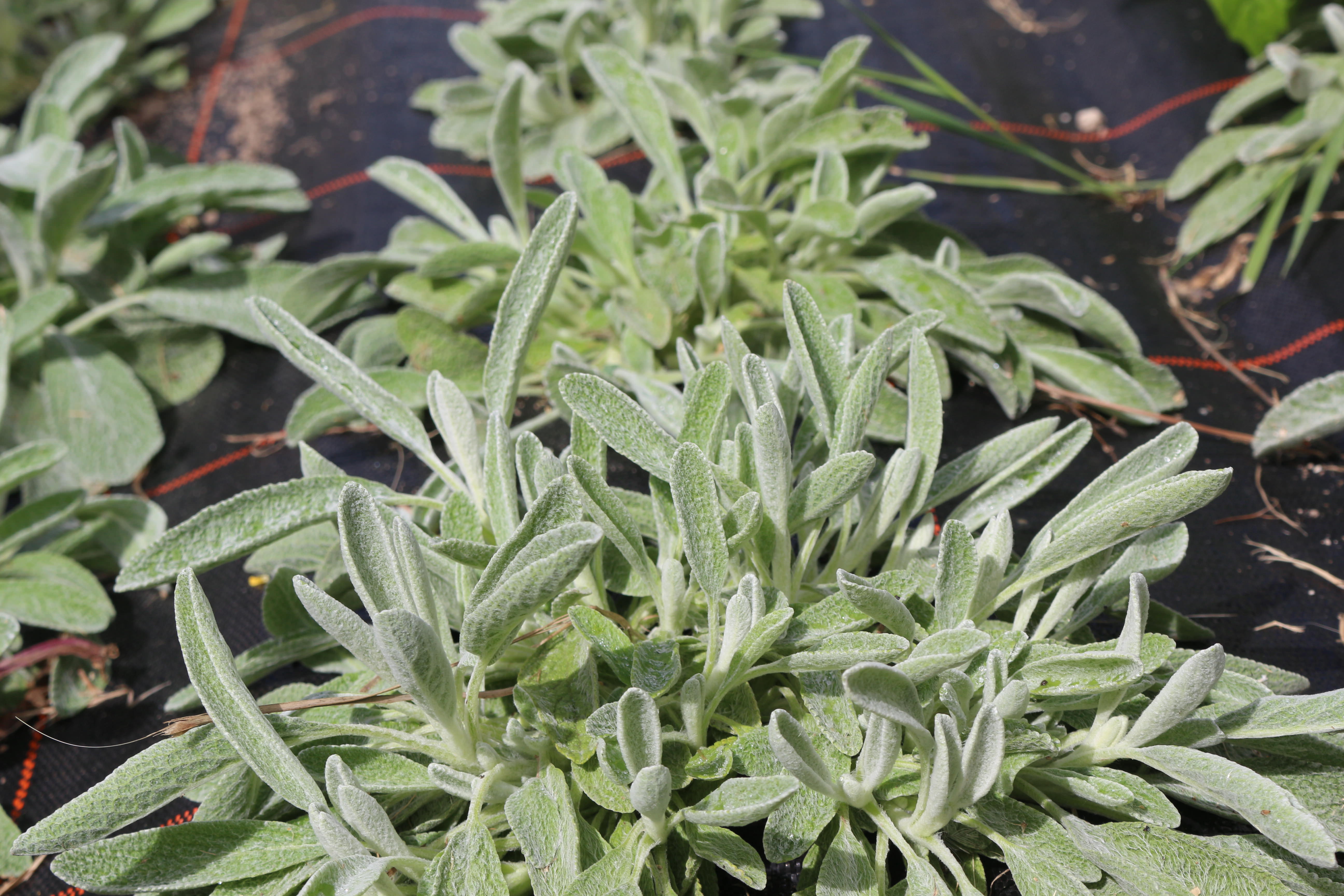 Reinsaat – Griechischer Bergtee (Sideritis syriaca)