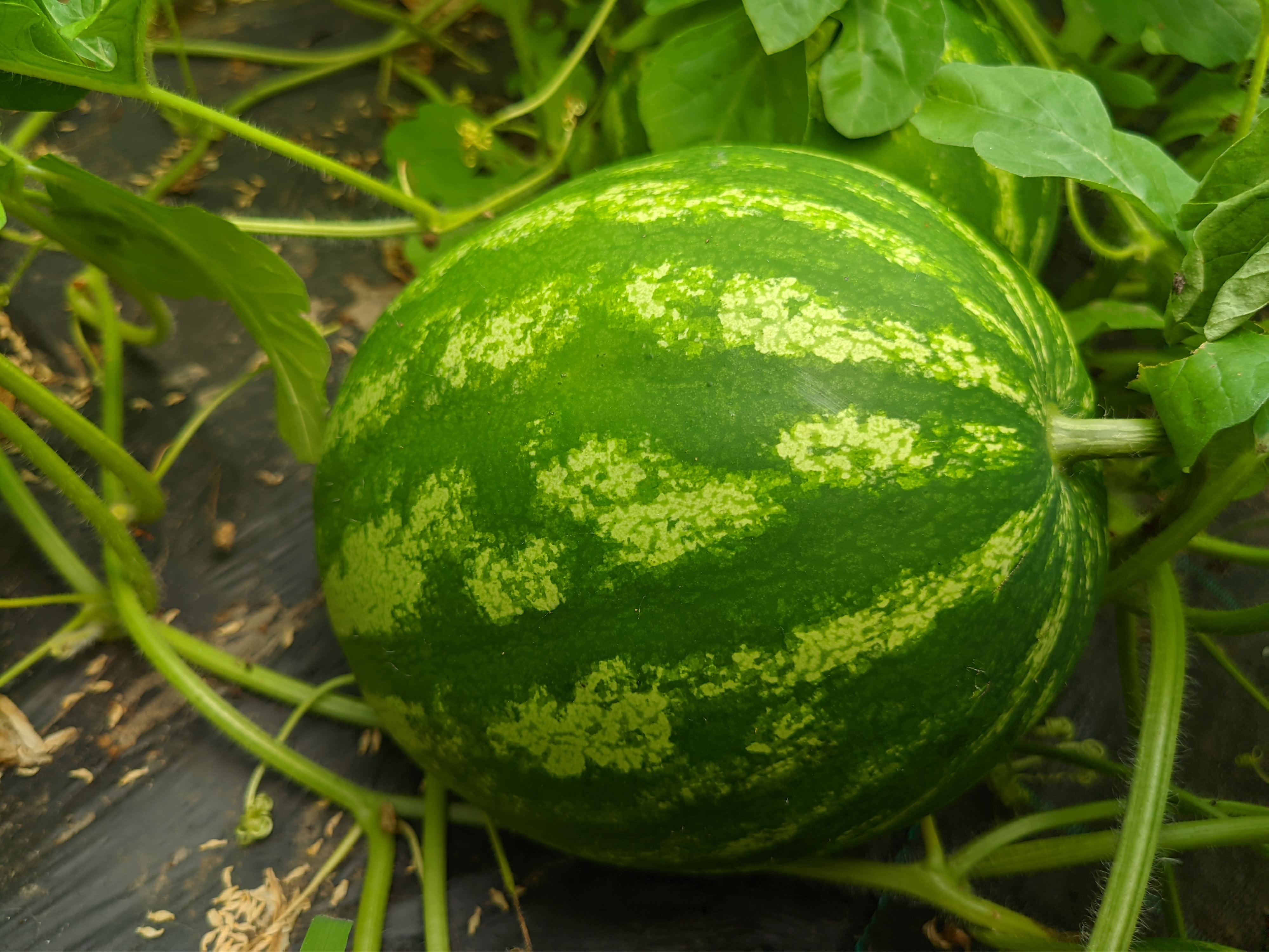 Reinsaat – Wassermelone Crimson Sweet (Citrullus lanatus L.)