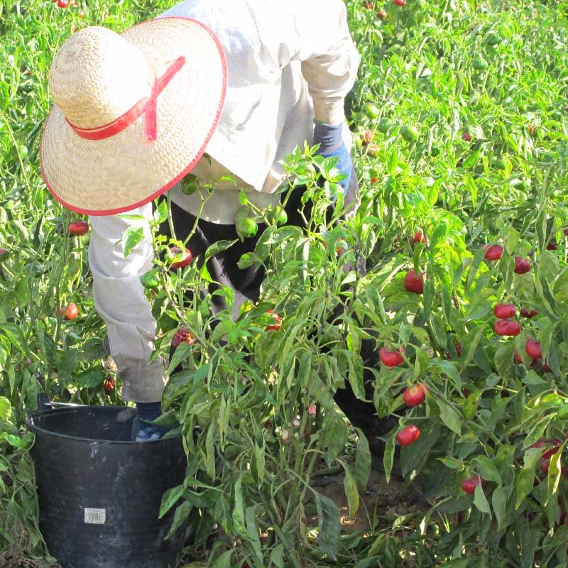 1001 Organic | Paprika Mild