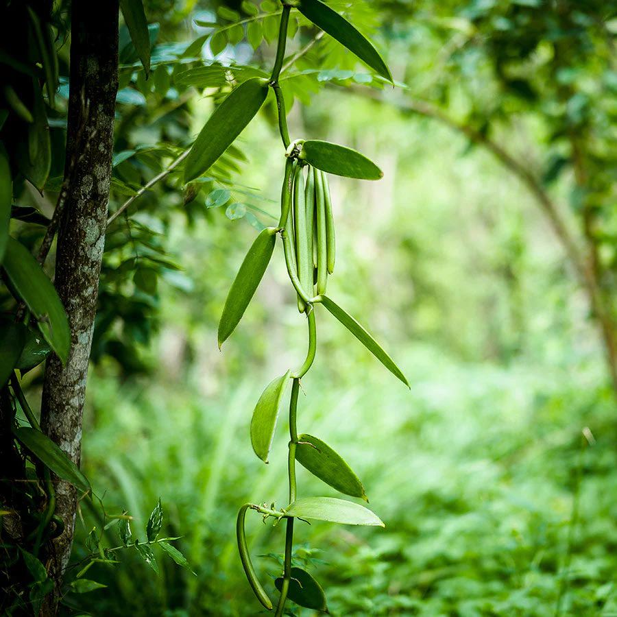 1001 Organic | Pemba Vanille Pulver